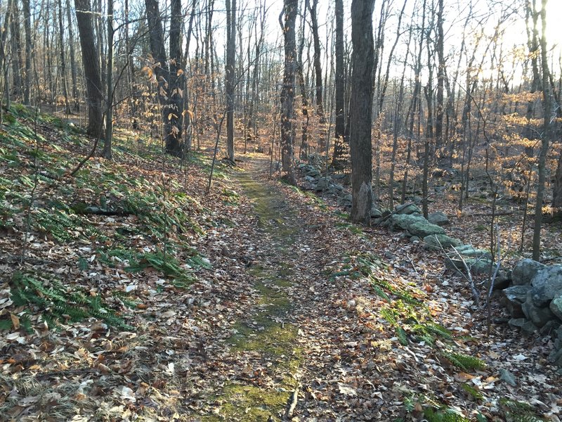 CT doubletrack running along an old stone wall, marking historic farmland.