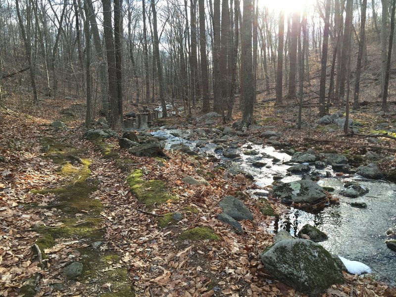 Mossy doubletrack running along Sap Brook.