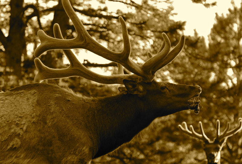 Elk near Estes Park CO