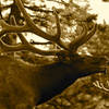 Elk near Estes Park CO