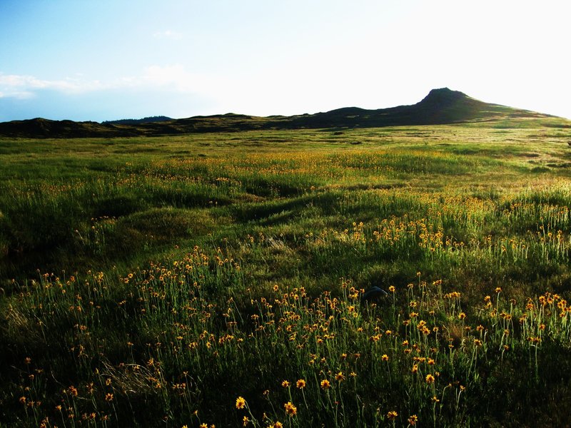 North Table Mountain Flowers with permission from David Broome