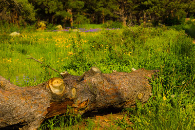 Flowering in the Spring by Hardscrabble with permission from Hobbes7714 Photo Credit: Andrew Wahr  Link: https://twitter.com/WahrAndrew