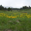 Shanahan Trail Yellow Daisies with permission from BoulderTraveler