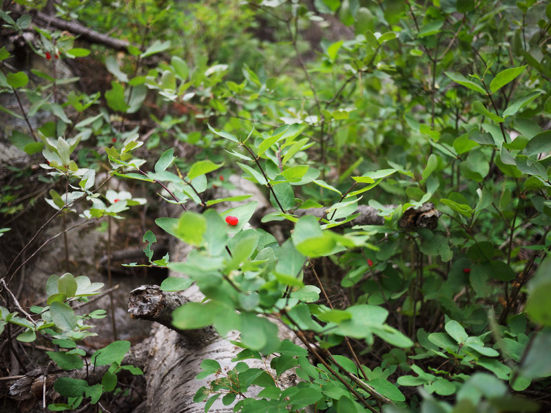 Utah honeysuckle