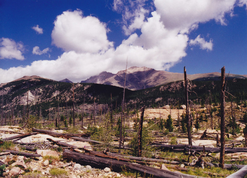 An old burn zone along Bluebird Lake Trail. with permission from dreamer 200