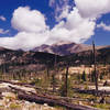 An old burn zone along Bluebird Lake Trail. with permission from dreamer 200