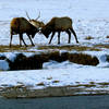 An elk battle on Granite Canyon.