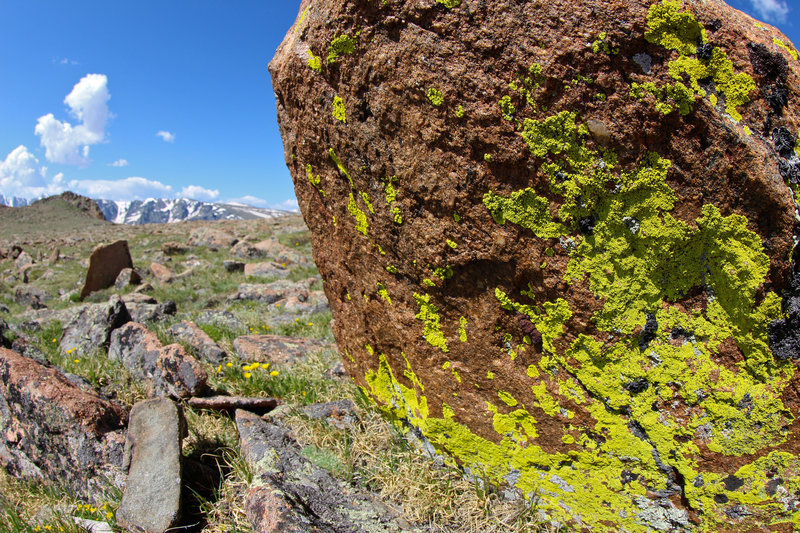 Lichen on granite boulder