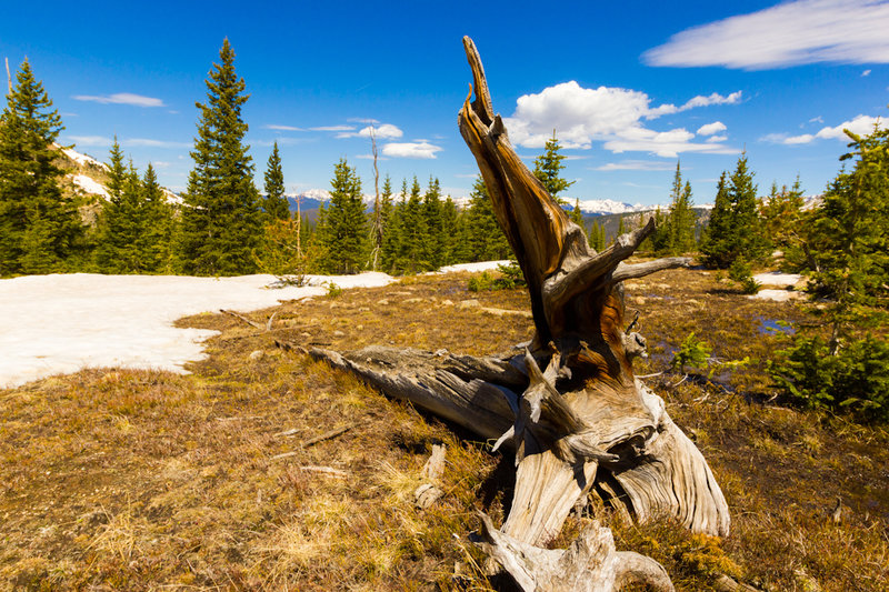 Ptarmigan's Shoulder with permission from Hobbes7714 Photo Credit: Andrew Wahr  Link: https://twitter.com/WahrAndrew