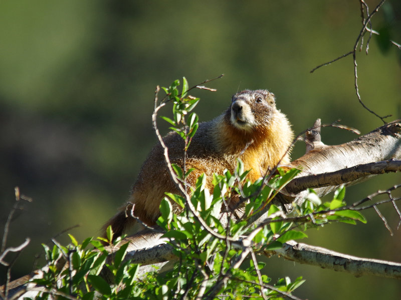 Rocky Mountain National Park: Yellow-Bellied Marmot