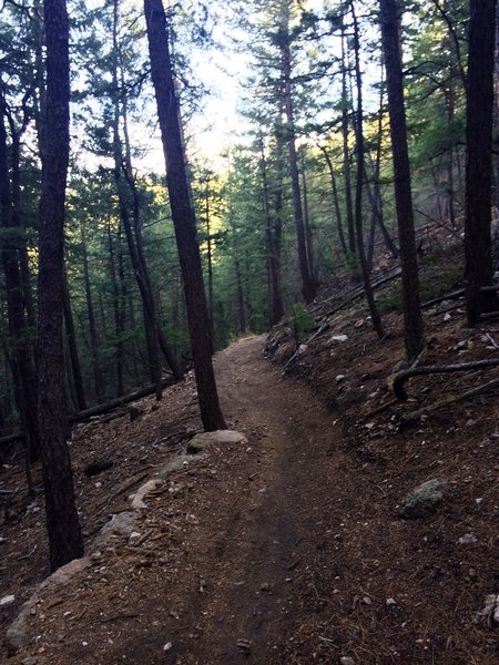 Forested switchback section of the Benjamin Loop Trail