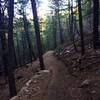 Forested switchback section of the Benjamin Loop Trail