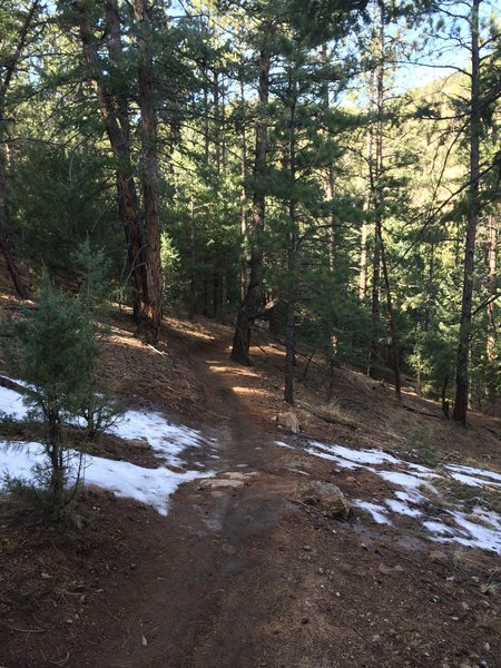 Forested singletrack.