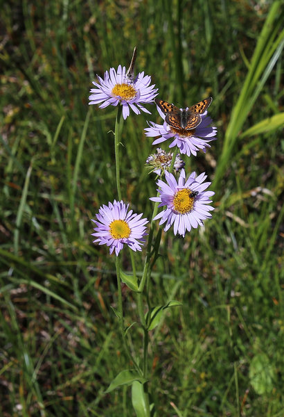 Common Aster