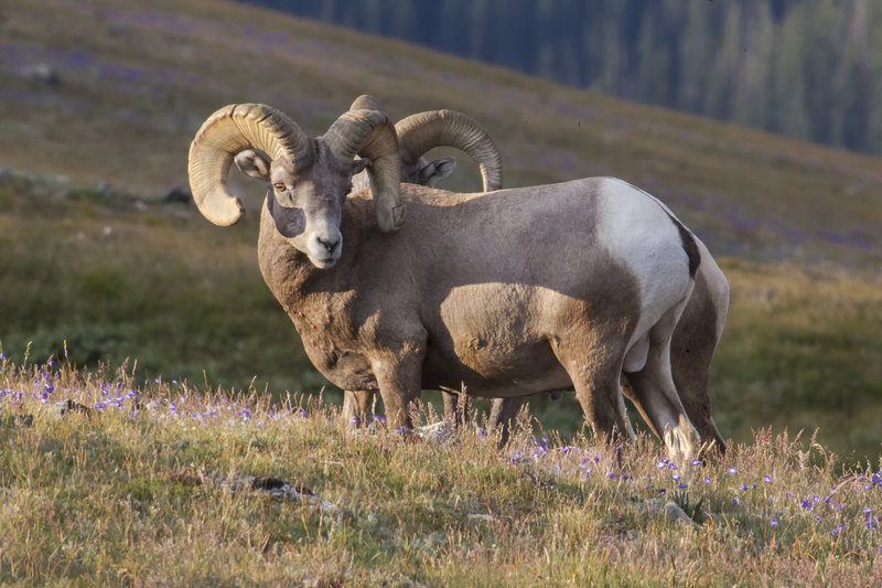 Bighorn Sheep