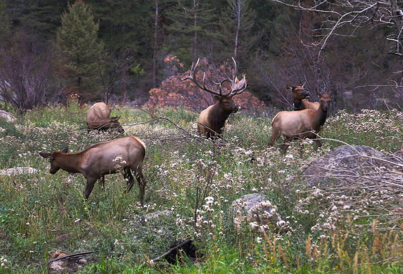 September 5, 2013 - Elk Rutt