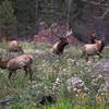 September 5, 2013 - Elk Rutt