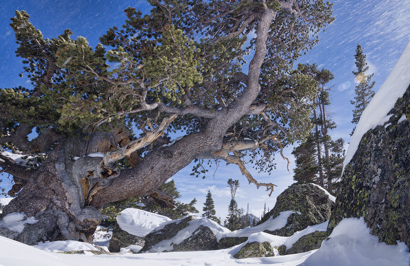 Blowing Snow Tree