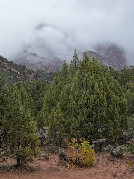 Zion Mists