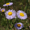 Three-Nerved Fleabane