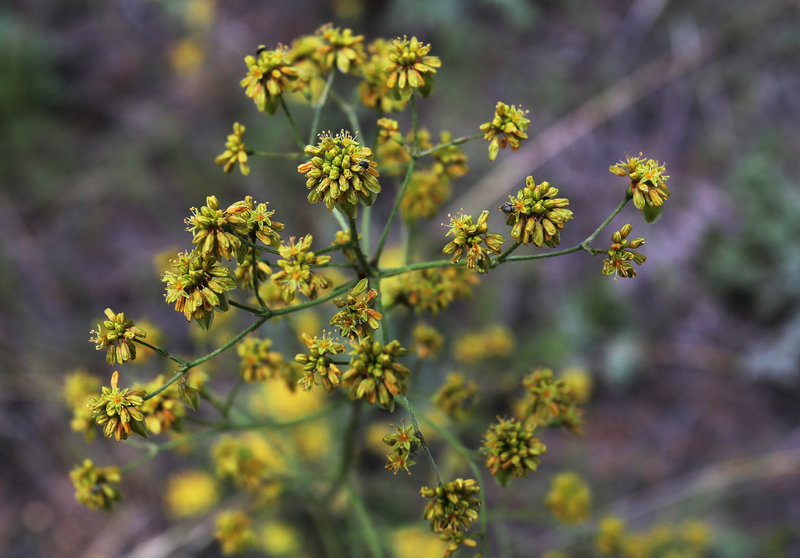 Winged Buckwheat