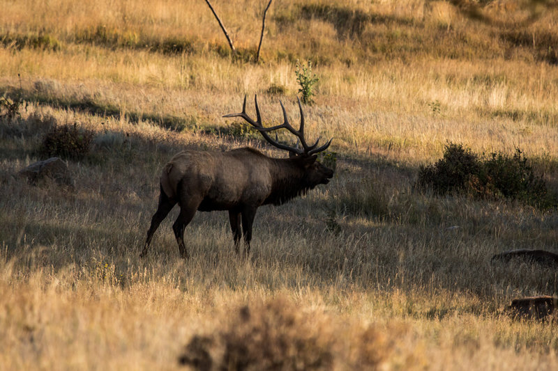 A bugling Elk.