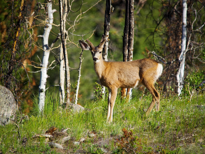 Deer!  On the North Inlet Trail.