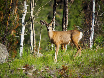 Deer!  On the North Inlet Trail.