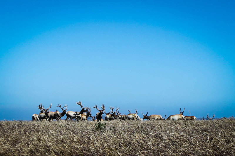 The elk at Point Reyes