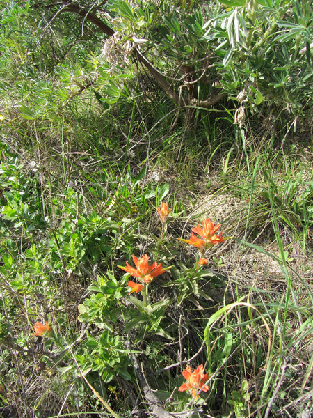 Castilleja sp. (Indian Paintbrush)