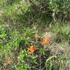 Castilleja sp. (Indian Paintbrush)