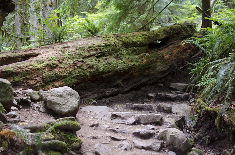 Mt. Si Trail