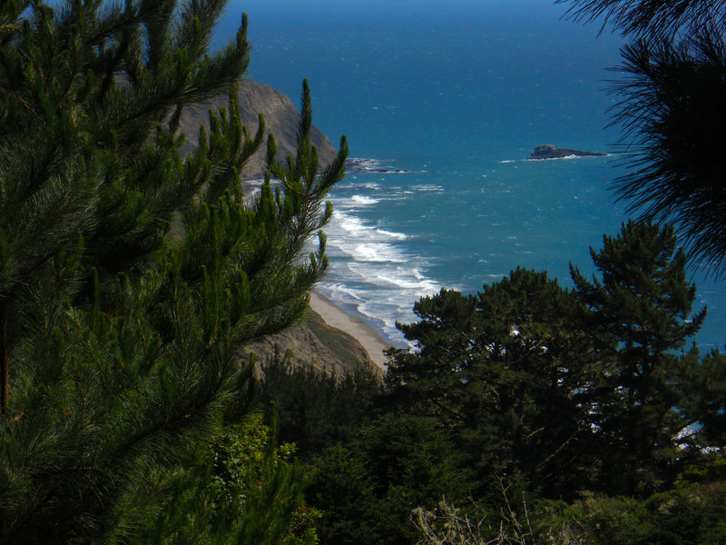 View of the coastline through the pines