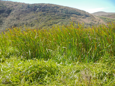 Marsh grasses along the Kehoe Beach trail