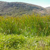 Marsh grasses along the Kehoe Beach trail