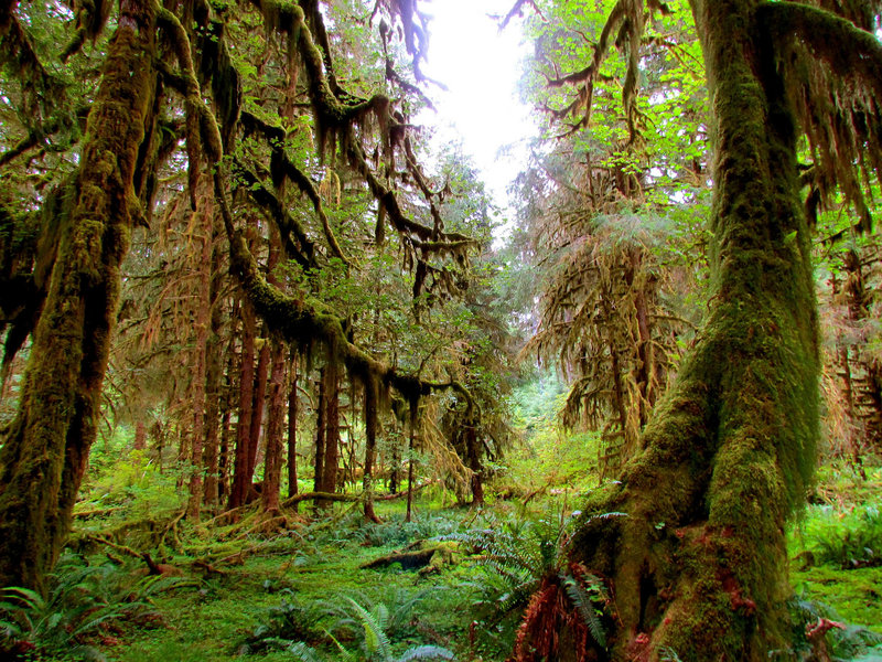 Olympic National Park, Hoh River Valley.