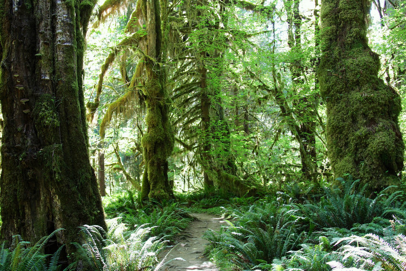 Green More Green on the Trail