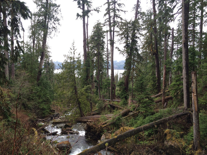 Gatton Creek Trail looking to the lake.