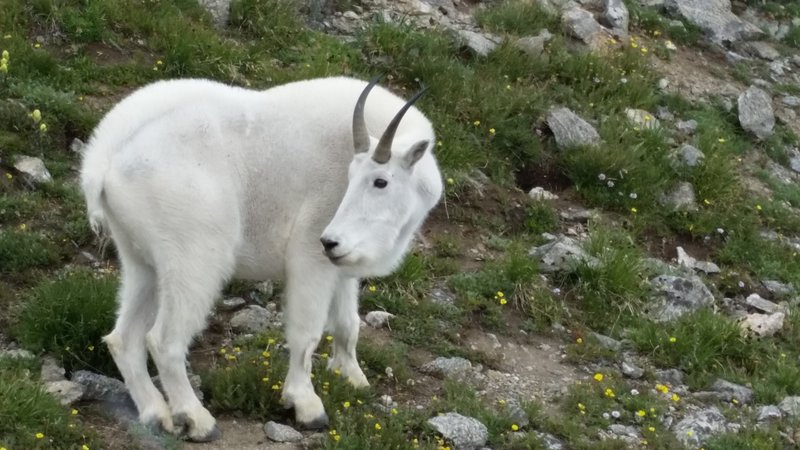 Company on Missouri Mountain