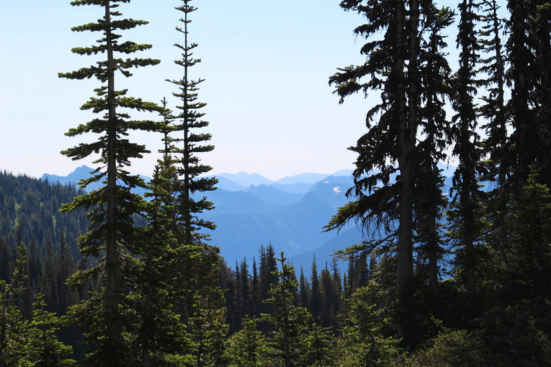 Whitebark Pine trees and cascades.