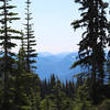 Whitebark Pine trees and cascades.