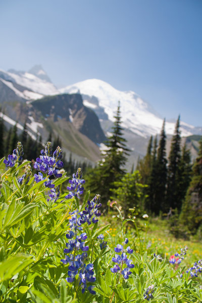 Wildflowers with Mt. Rainier backdrop