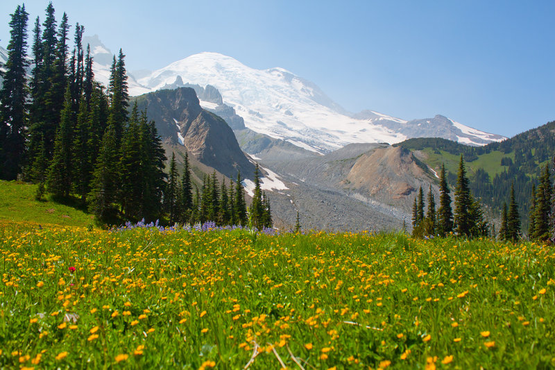 Wildflowers with Mt. Rainier backdrop