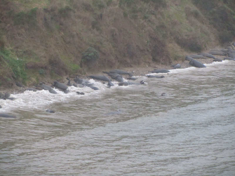 Drakes Bay elephant seals