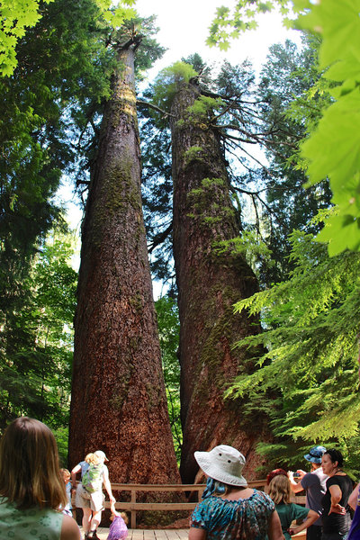 Douglas Fir cut in half and still alive