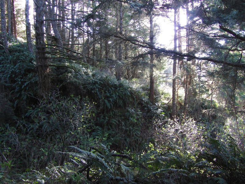 Typical forest along the Lake Ranch trail