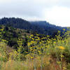 Bolinas views