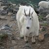 A curious mother mountain goat, baby in tow, chilling right on the trail. These creatures won't hesitate to check you out.