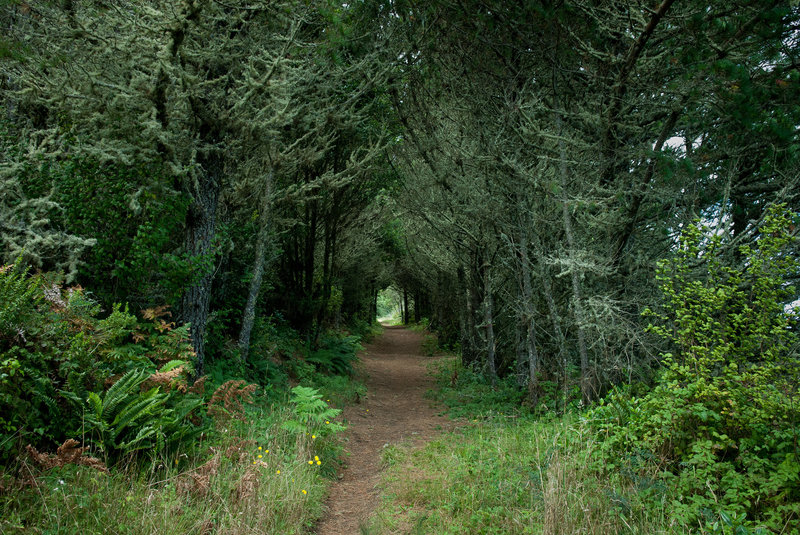 Tree tunnel on the Inverness Ridge trail