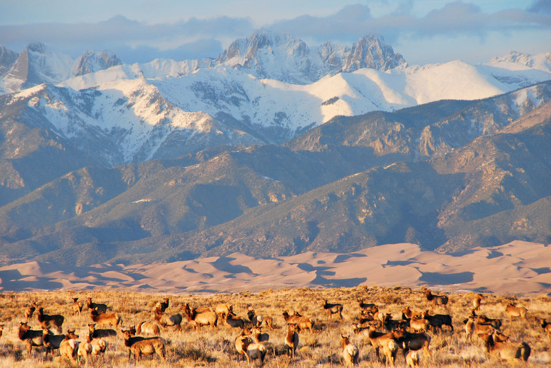 Elk herd, dunes, and Crestone Peaks